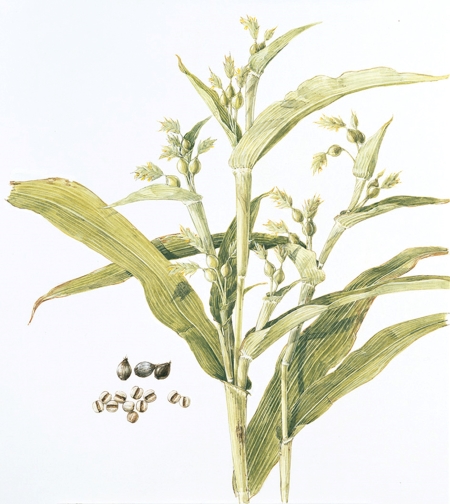【希少】くらしの薬草と漢方薬－ハーブ・民間薬・生薬－ くらしの薬草と漢方薬 ハーブ・民間薬・生薬 - メルカリ
