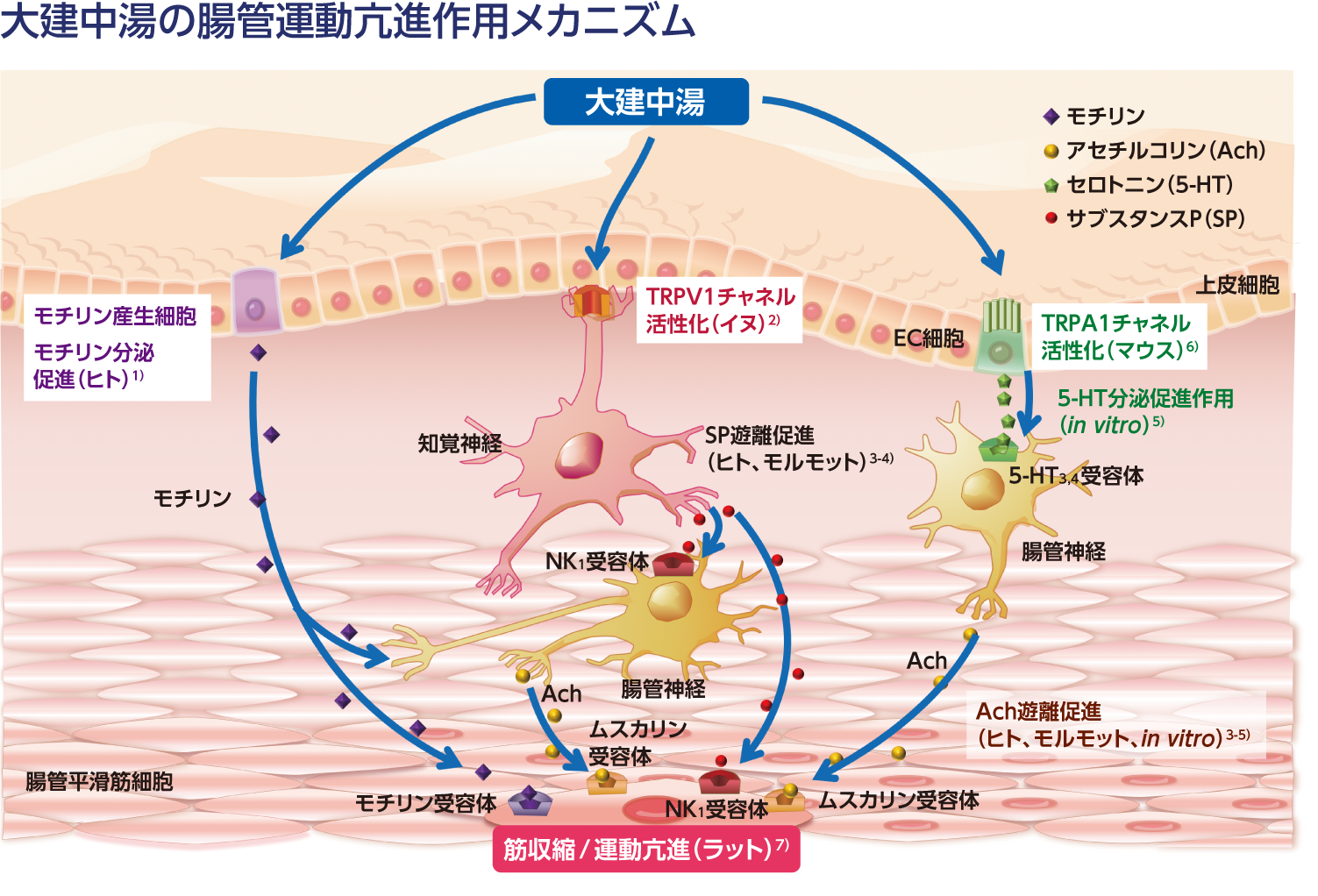 エキスパートに質問 「大建中湯とは、どのような漢方薬でしょ