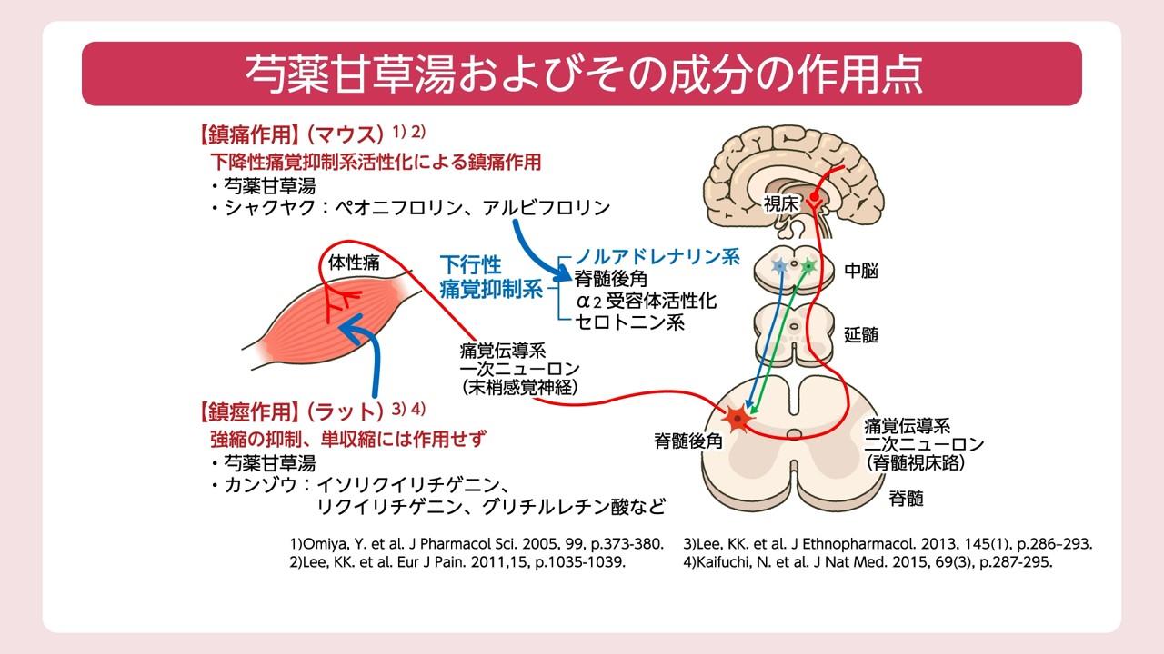 芍薬 甘草 湯 効果