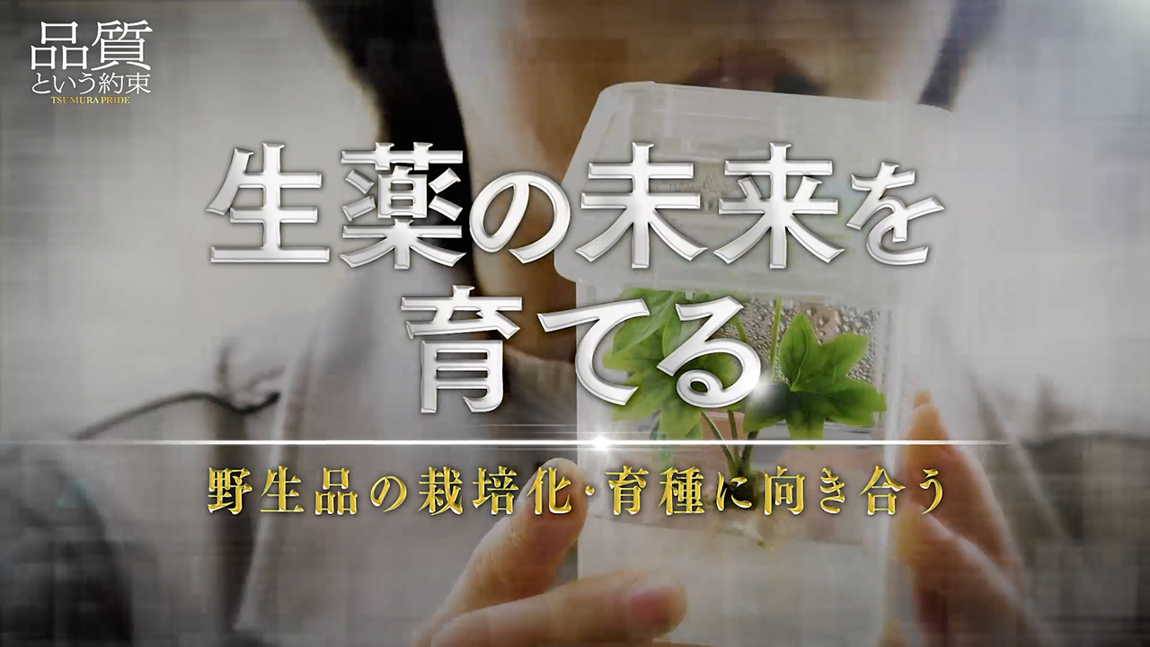 ⑥生薬の未来を育てる ～野生品の栽培化・育種に向き合う～