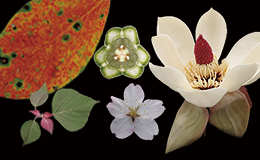 詳解・日本の薬用植物